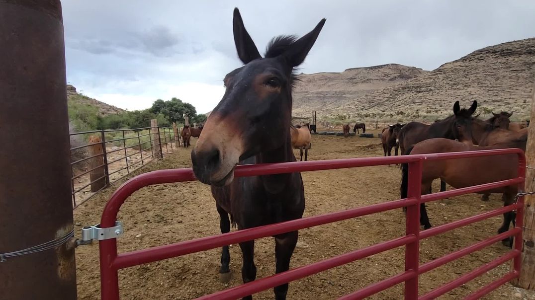 ⁣Mountain Biking & Horses in Desert